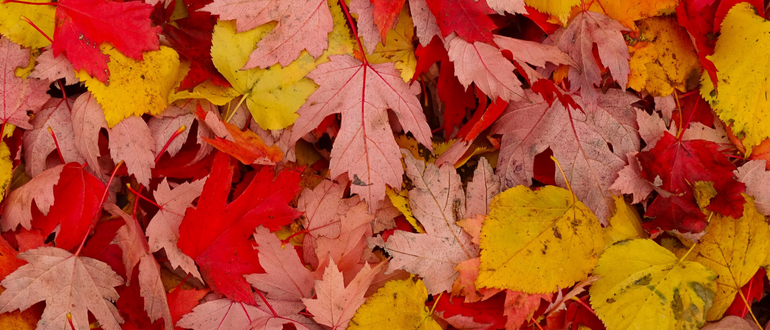 Storytime with EPMA: Leaf Printing
