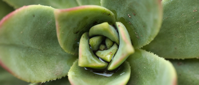 Earth Day at the Market: Grow Your Garden Family Day